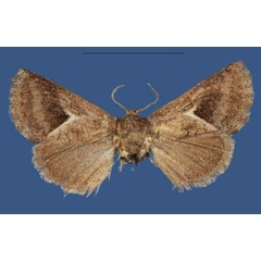 /filer/webapps/moths/media/images/B/barrychappelli_Kayamuhakaia_HT_Fiebig.jpg