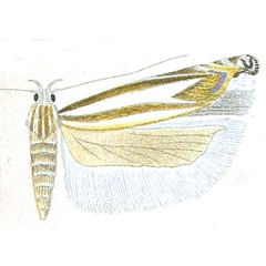 /filer/webapps/moths/media/images/P/paracma_Polyhymno_HT_Meyrick_5-5.jpg