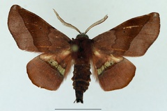 Euexia percnopus percnopus