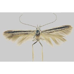 /filer/webapps/moths/media/images/V/venusta_Coleophora_HT_Baldizzone.jpg