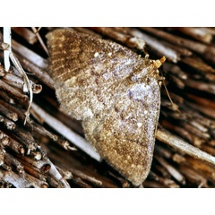 /filer/webapps/moths/media/images/X/xanthognatha_Calesia_A_Roland.jpg