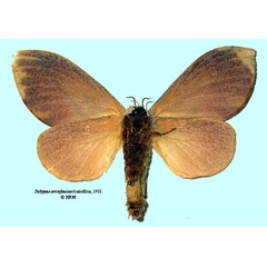 /filer/webapps/moths/media/images/S/sericeofasciata_Pachypasa_LT_SNHMb.jpg