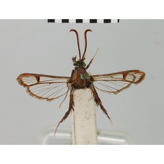 /filer/webapps/moths/media/images/C/cyanospira_Synanthedon_HT_BMNH.jpg