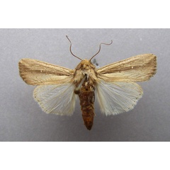 /filer/webapps/moths/media/images/L/loreyi_Leucania_A_Baron.jpg