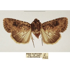 /filer/webapps/moths/media/images/L/languida_Mythimna_AM_TMSA_01.jpg