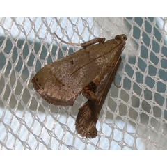 /filer/webapps/moths/media/images/C/camptoceralis_Cassouodes_A_Goff_02.JPG