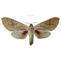 /filer/webapps/moths/media/images/M/michali_Neoclanis_HT_ZSMa.jpg