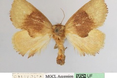 Trachyptena rufa