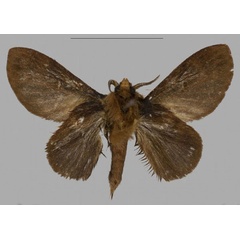 /filer/webapps/moths/media/images/B/barbarae_Pseudometa_HT_Muellerb.jpg