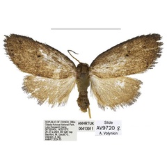 /filer/webapps/moths/media/images/O/odzala_Spatulosia_PTF_ANHRT.jpg