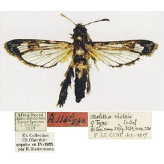 /filer/webapps/moths/media/images/V/victrix_Melittia_AT_MNHN.jpg