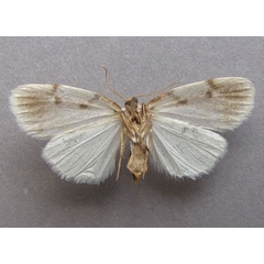 /filer/webapps/moths/media/images/M/marshalli_Cyana_A_Baron_02.jpg