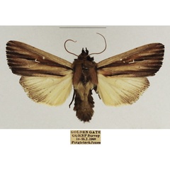 /filer/webapps/moths/media/images/I/interciliata_Mythimna_AM_TMSA_01.jpg