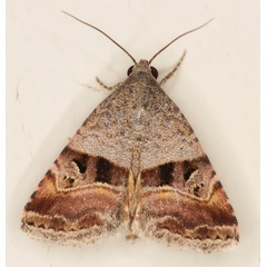 /filer/webapps/moths/media/images/A/accincta_Ozarba_A_Heyns_01.jpg