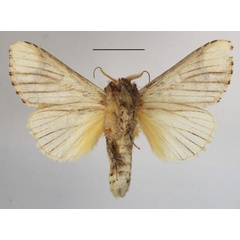 /filer/webapps/moths/media/images/I/imitata_Antheua_A_MGCLb_01.JPG