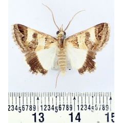 /filer/webapps/moths/media/images/O/oppia_Drasteria_AM_BMNH.jpg