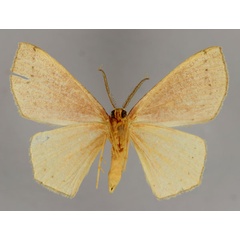 /filer/webapps/moths/media/images/D/diplosticta_Cyclophora_A_ZSM_02.jpg