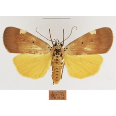 /filer/webapps/moths/media/images/A/aganais_Sommeria_AF_TMSA_01.jpg