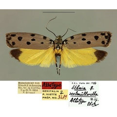 /filer/webapps/moths/media/images/S/saalmullerella_Ethmia_AT_MNHN_M9bPmgj.jpg