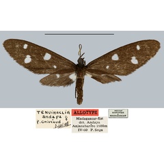 /filer/webapps/moths/media/images/A/andapa_Tenuinaclia_AT_MNHN.jpg