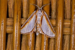 Conchyliodes distelitis
