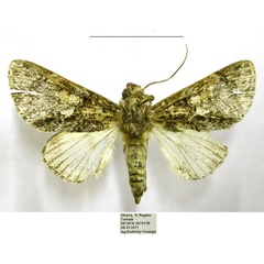 /filer/webapps/moths/media/images/M/mukim_Thiacidas_AM_TMSA.jpg