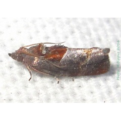 /filer/webapps/moths/media/images/E/etiennei_Thaumatotibia_A_Bippus.jpg