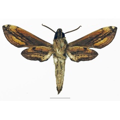 /filer/webapps/moths/media/images/P/pelius_Theretra_AM_Basquinb.jpg