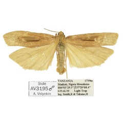 /filer/webapps/moths/media/images/C/curva_Lophilema_HT_ANHRT.jpg