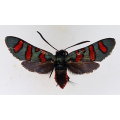 /filer/webapps/moths/media/images/Z/zambesina_Arniocera_AF_TMSA_01.jpg