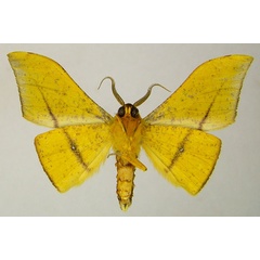 /filer/webapps/moths/media/images/H/hellingsi_Plegapteryx_AM_ZSMb.jpg