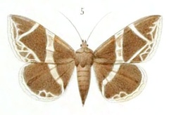 /filer/webapps/moths/media/images/M/mirabilis_Grammodes_HT_Romanoff_4-5.jpg