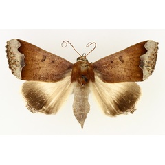 /filer/webapps/moths/media/images/M/mejanesi_Ophiusa_AF_TMSA_01.jpg