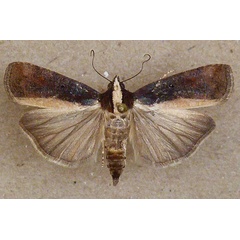 /filer/webapps/moths/media/images/V/varians_Mesogenea_A_Butler_03.jpg