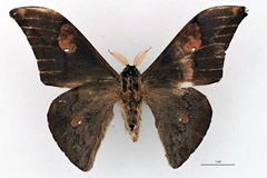 Orthogonioptilum solium
