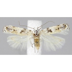 /filer/webapps/moths/media/images/A/admirabilis_Scrobipalpa_HT_ZMHB.jpg