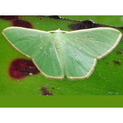 /filer/webapps/moths/media/images/B/bifrimbriata_Prasinocyma_A_Grobler.jpeg