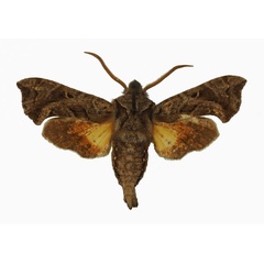 /filer/webapps/moths/media/images/M/malgassica_Sphingonaepiopsis_AM_Basquin_02.jpg