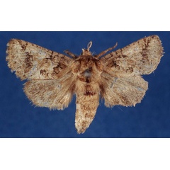 /filer/webapps/moths/media/images/M/meridialis_Arbelodes_AF_ZMHB_HIt1bxi.jpg