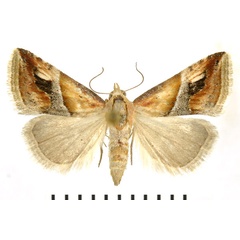 /filer/webapps/moths/media/images/G/glaucizona_Eublemma_A_NHMO.jpg