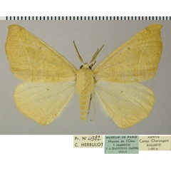 /filer/webapps/moths/media/images/C/coronata_Psilocerea_AM_ZSMa.jpg