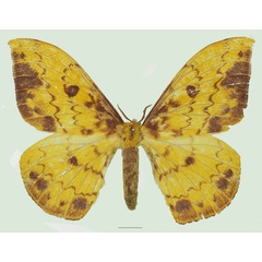 /filer/webapps/moths/media/images/G/genoviefae_Tagoropsis_AF_Basquin_01a.jpg