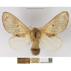 /filer/webapps/moths/media/images/C/congregarius_Diapalpus_AF_NHMUK_02.jpg