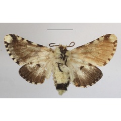 /filer/webapps/moths/media/images/E/esmeralda_Hampsonita_AF_MGCLb_02.JPG
