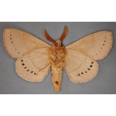 /filer/webapps/moths/media/images/M/multipunctata_Pachypasa_HT_RMCA_02_qHmaZ25.jpg