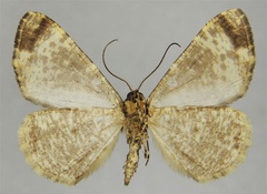 /filer/webapps/moths/media/images/T/turlini_Xylopteryx_HT_ZSMb.jpg