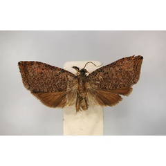 /filer/webapps/moths/media/images/C/congolana_Neorrhyncha_HT_RMCA_01.jpg