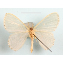 /filer/webapps/moths/media/images/A/annuligera_Lophostola_A_MGCLb_01.JPG