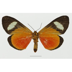/filer/webapps/moths/media/images/F/fulleri_Neuroxena_AM_Basquinb.jpg