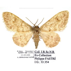 /filer/webapps/moths/media/images/S/sciasmatica_Brachyglossina_AM_RBINS.jpg